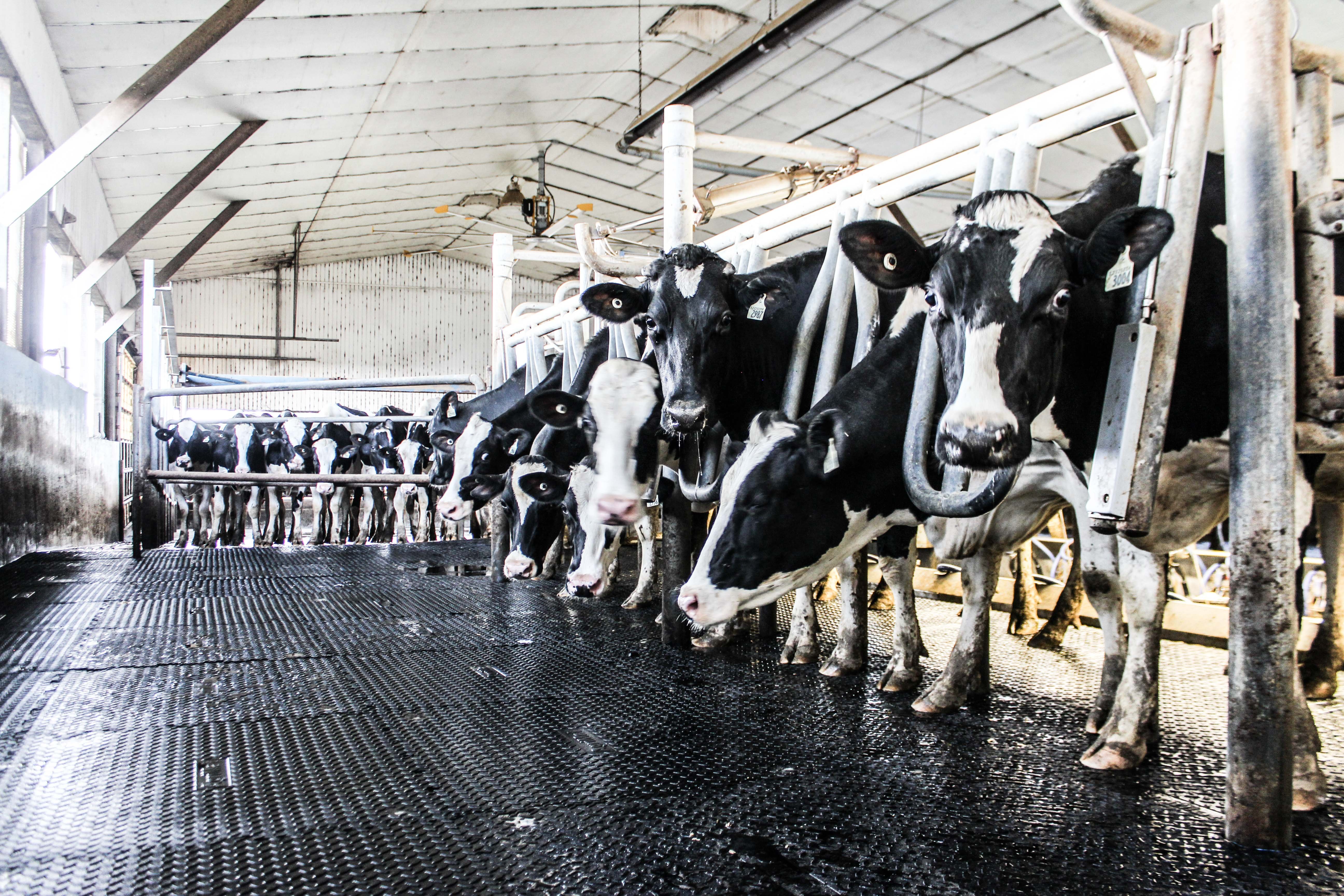 Buchner Dairy – Agrimat Install