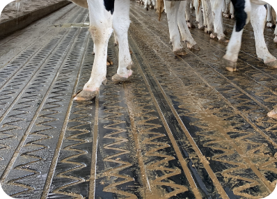 Healthier Cows